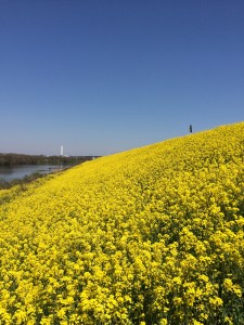 江戸川の菜の花